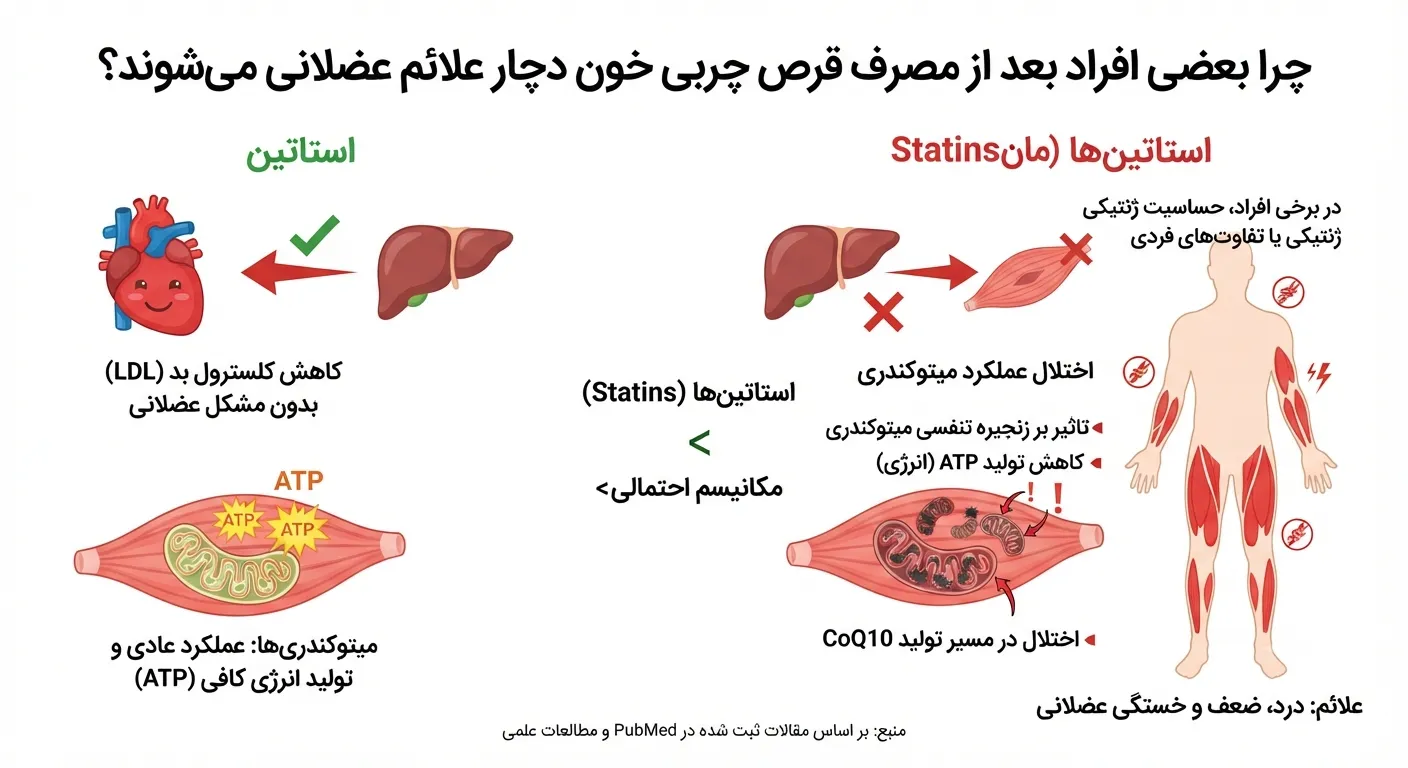 چرا برخی از افراد بعد از مصرف قرص چربی خون دچار علائم عضلانی میشوند؟ چرا برخی از افراد بعد از مصرف قرص چربی خون دچار علائم عضلانی میشوند؟