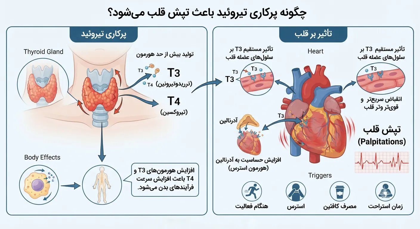 چگونه پرکاری تیروئید تپش قلب رو زیاد میکنه؟ چگونه پرکاری تیروئید تپش قلب رو زیاد میکنه؟